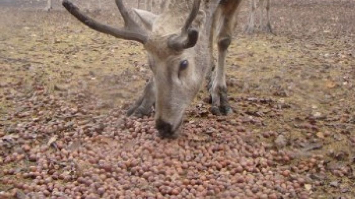 Jesienna zbiórka żołędzi i orzechów w ZOO