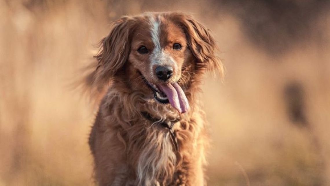 Kalendarze dla schroniska