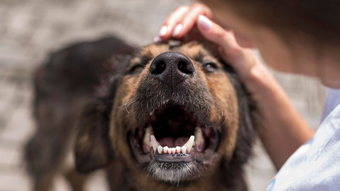 Karma wraca, czyli pomóżmy zwierzakom na święta!