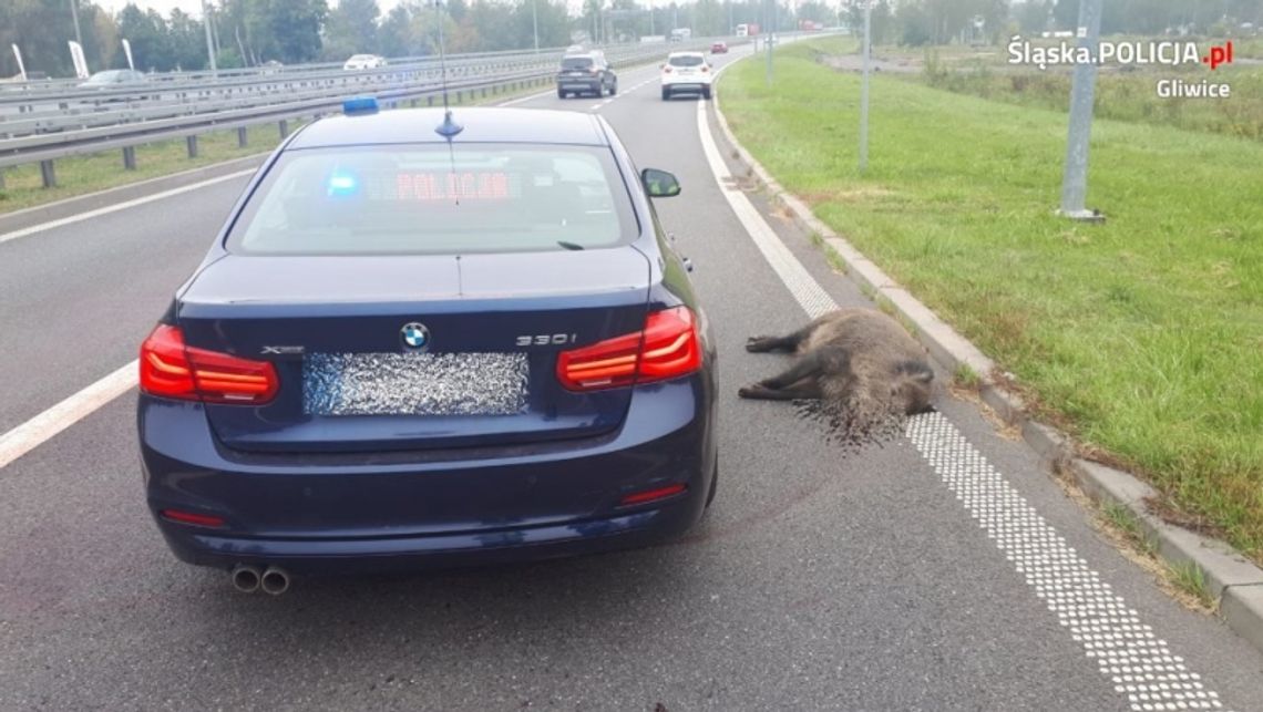 Kierowco! Uważaj na dzikie zwierzęta