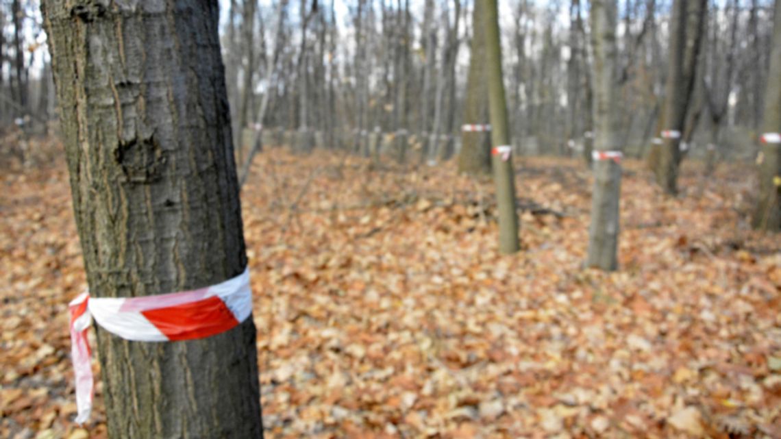 Kolejne głosy przeciwko wycince przy Parku Śląskim Kolejne głosy przeciwko wycince przy Parku Śląskim