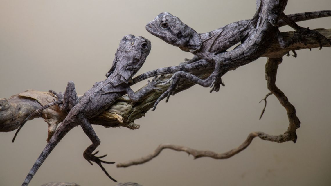 Kolejne młode w śląskim zoo. Zwierzęta te przypominają małe smoki