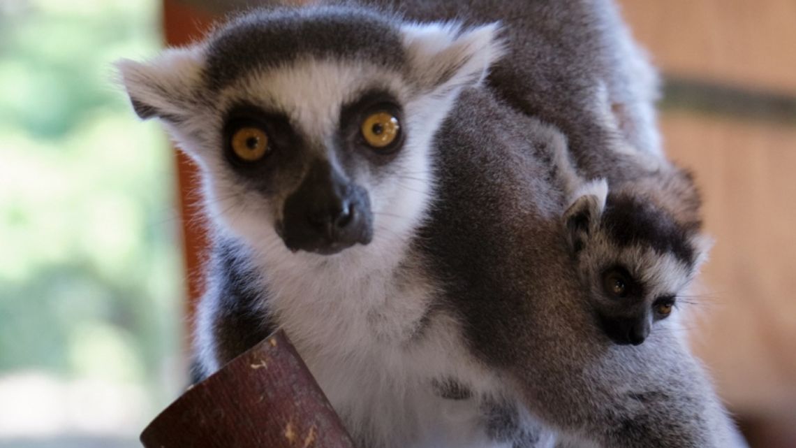 Kolejne narodziny w chorzowskim zoo. Na świat przyszły małe lemury i hirara Kolejne narodziny w chorzowskim zoo. Na świat przyszły małe lemury i hirara