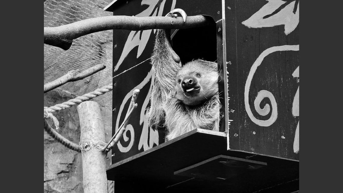 Kolejne pożegnanie w chorzowskim zoo. "Będzie nam jej bardzo brakować"