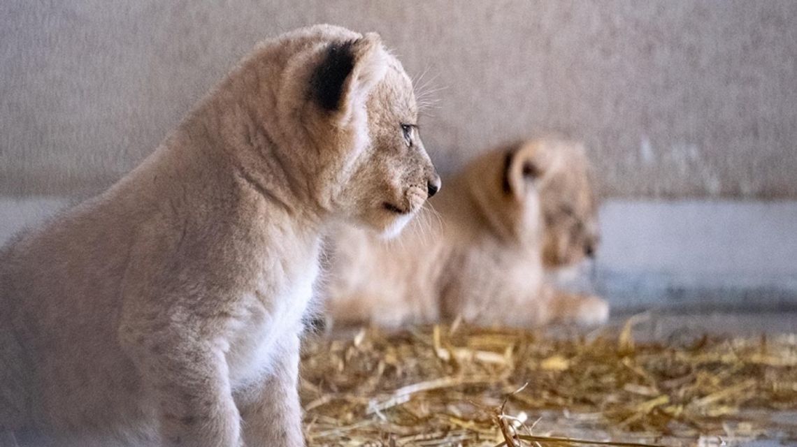 Kolejni nowi mieszkańcy chorzowskiego zoo. Na świat przyszły kocięta lwa angolskiego