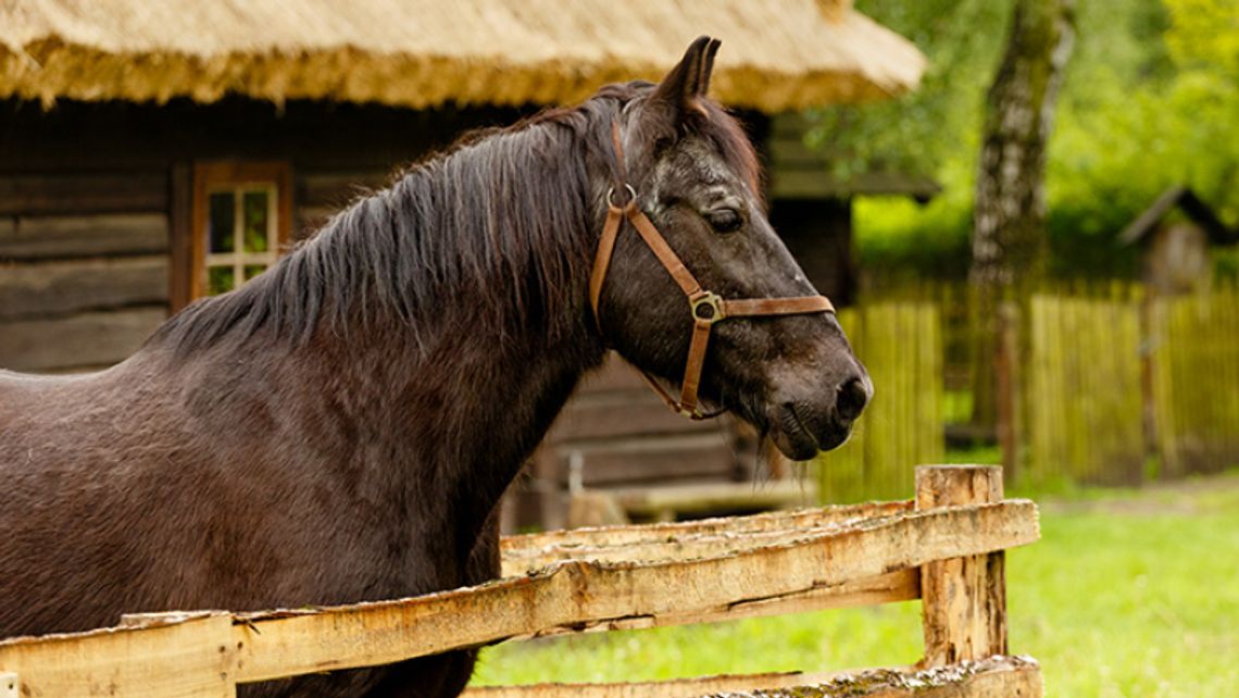 Koń Ignac – najstarszy mieszkaniec skansenu