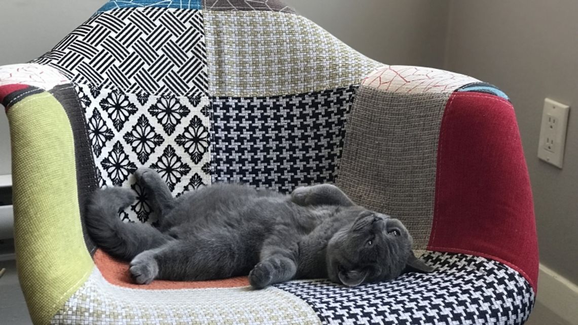 Kot w domu – w co warto się zaopatrzyć?