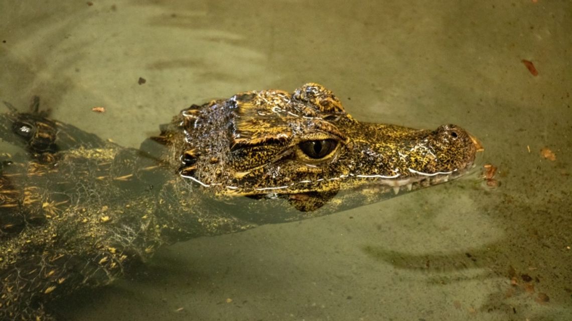 Krokodyle krótkopyskie nowymi mieszkańcami chorzowskiego zoo