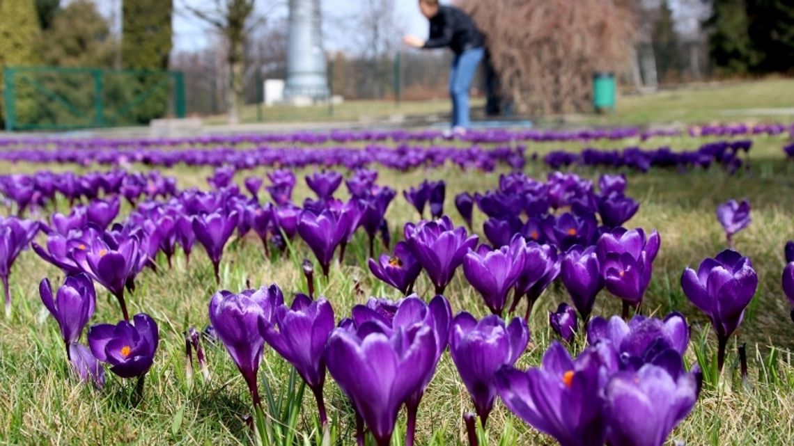Krokusowa niedziela i Dąb Gerard Krokusowa niedziela i Dąb Gerard