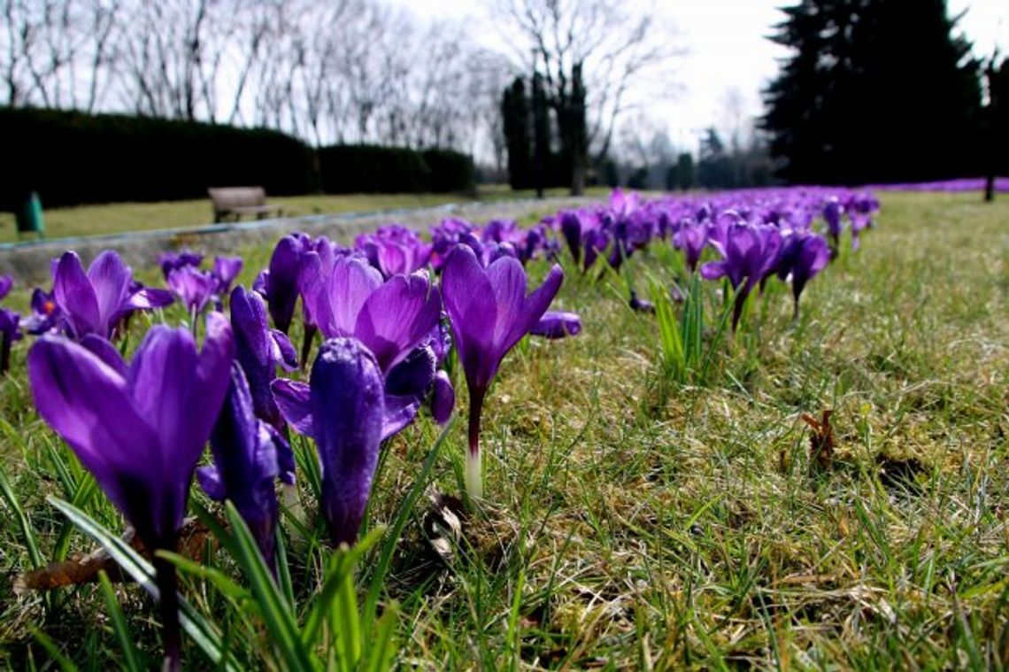 Krokusy w Rosarium Parku Śląskiego [ZDJĘCIA]