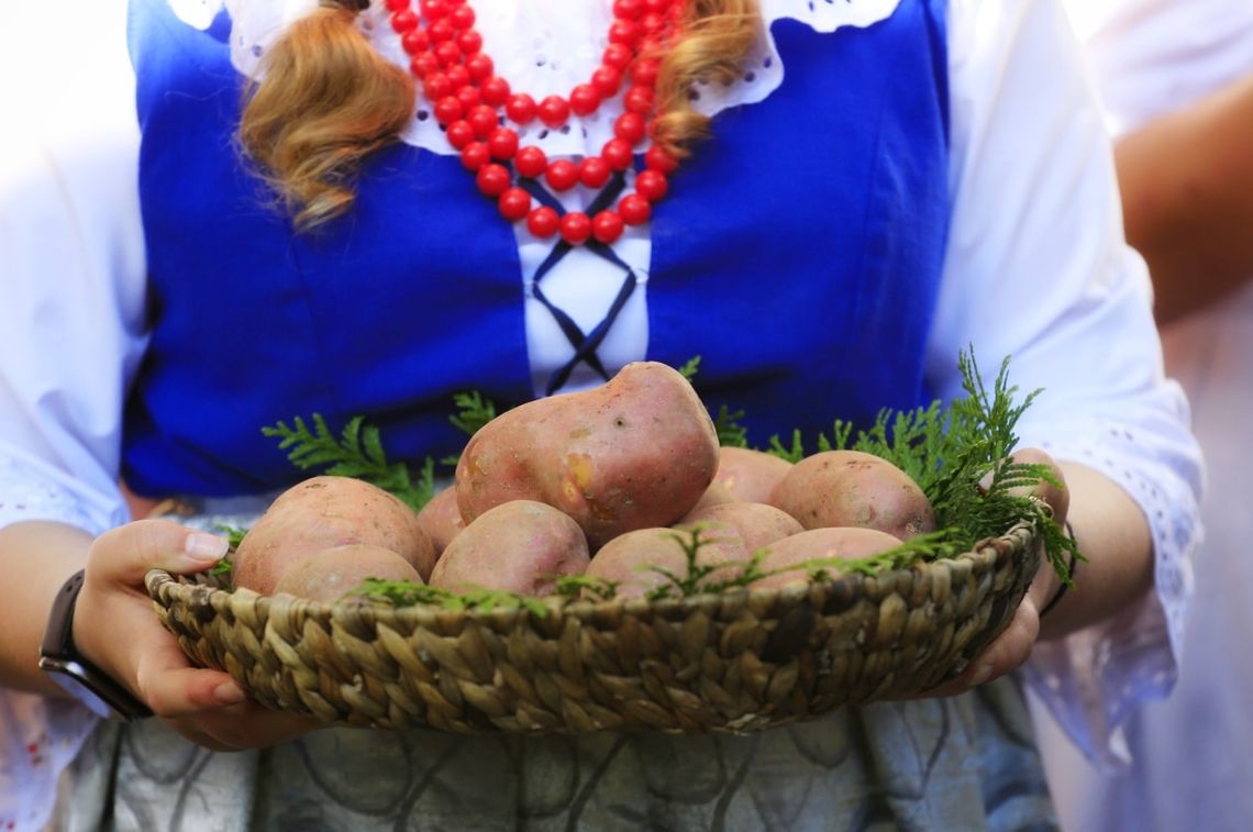 Króluje na polskich stołach, a teraz będzie bohaterem w Skansenie. Przed nami Dzień Kartofla! Króluje na polskich stołach, a teraz będzie bohaterem w Skansenie. Przed nami Dzień Kartofla!