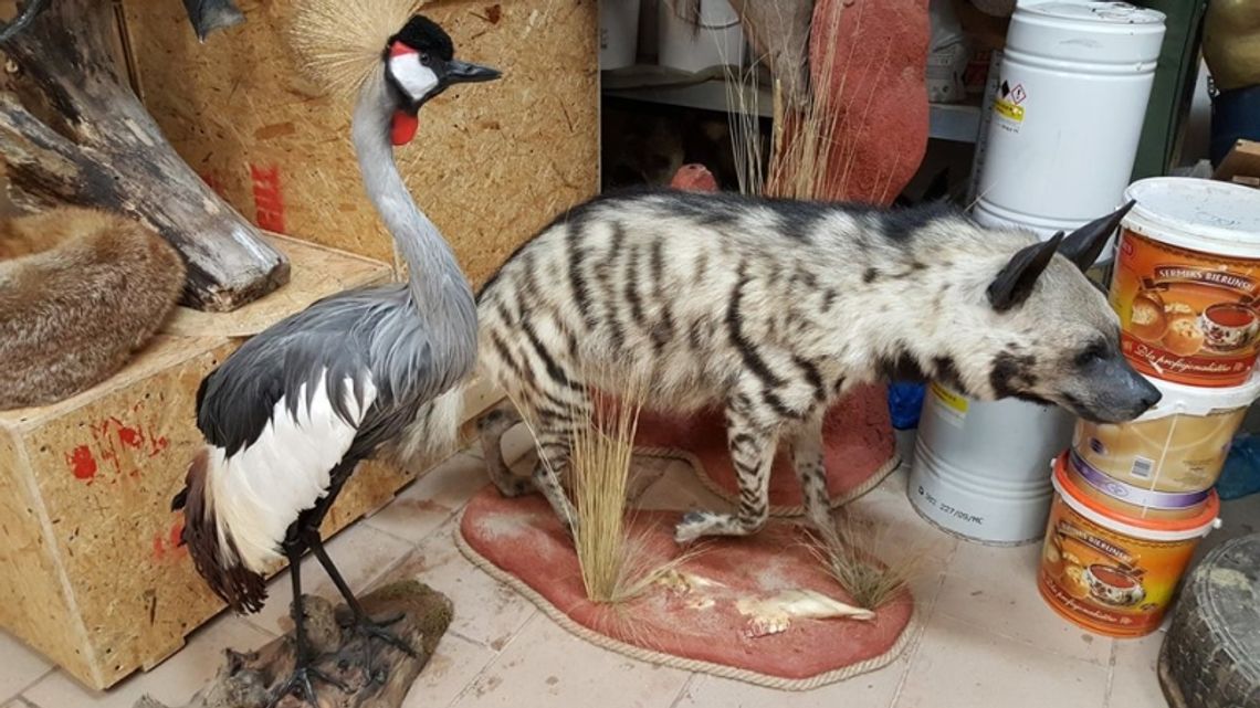 Łapushka  wróci jako eksponat dydaktyczny do ZOO