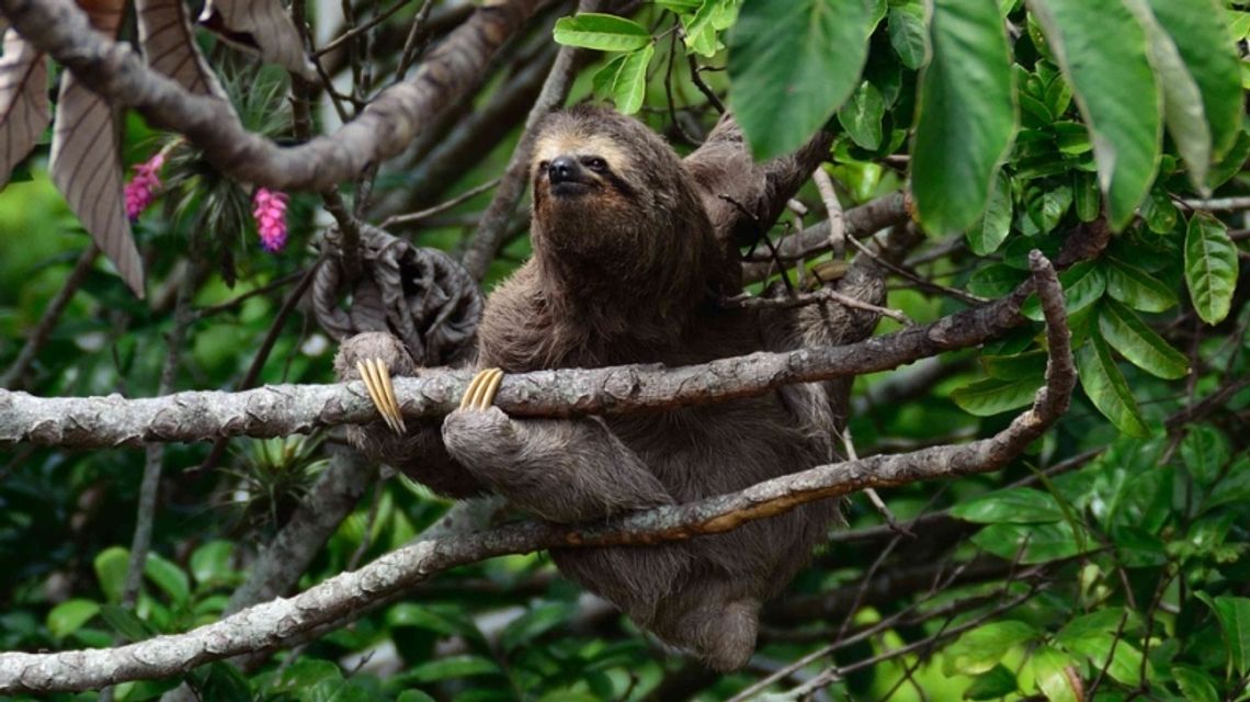 Las deszczowy Ameryki Południowej powstanie w Śląskim ZOO