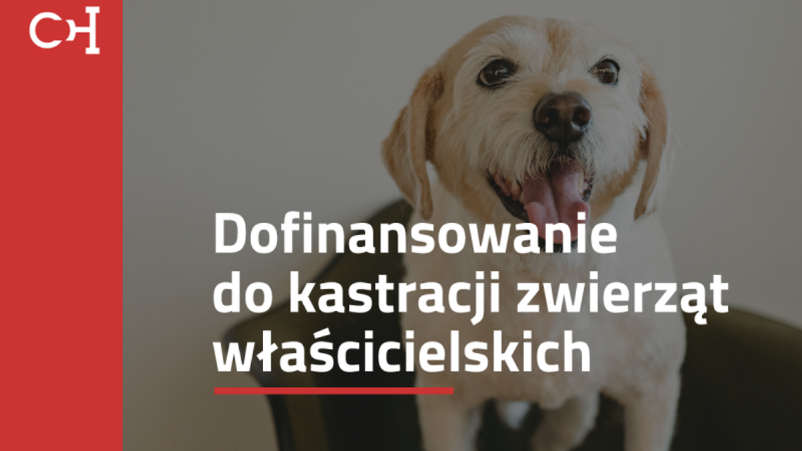 Miasto Chorzów oferuje dofinansowanie do zabiegów zwierząt. Niebawem rusza nabór wniosków!