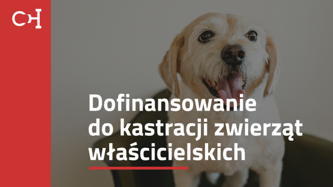 Miasto Chorzów oferuje dofinansowanie do zabiegów zwierząt. Właśnie ruszył nabór wniosków!