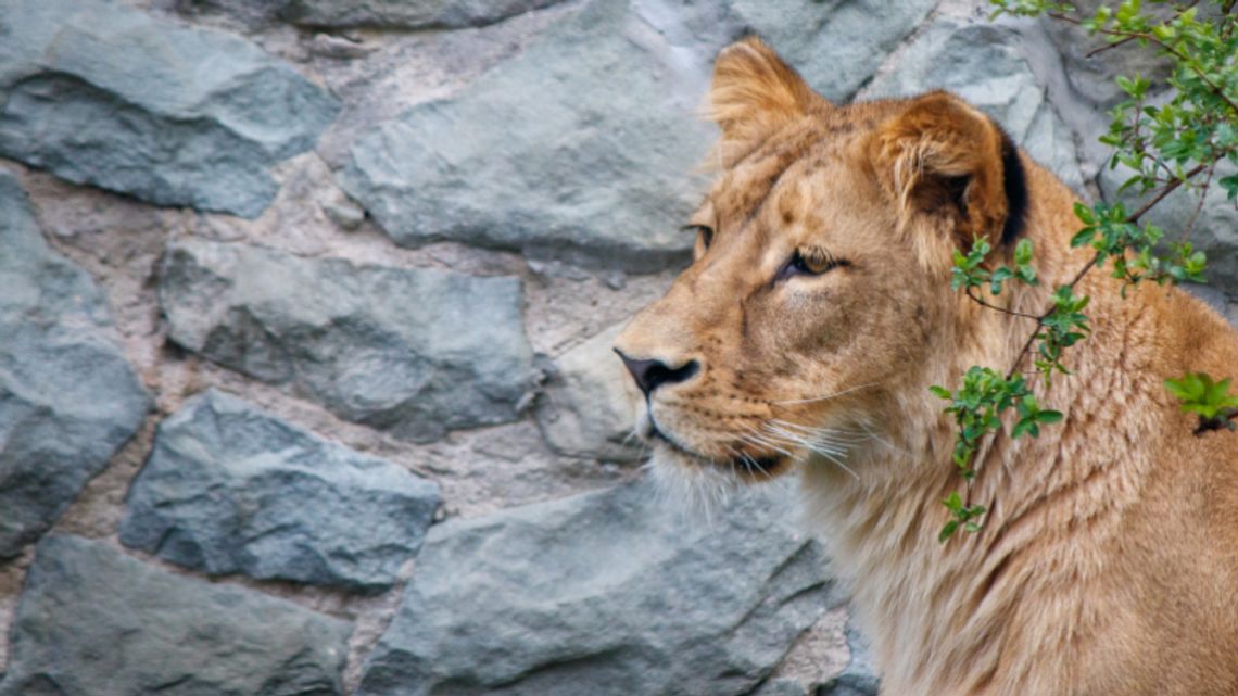 Mieszkańcy martwią się o zwierzęta w chorzowskim zoo