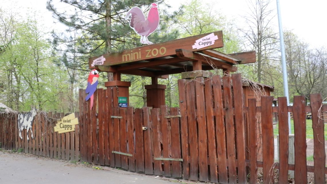 Mini zoo nieczynne. W Śląskim Ogrodzie Zoologicznym wyjaśniają swoją decyzję