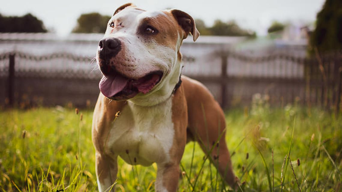 Młodzieżowa Rada Miasta wspiera chorzowskie schronisko Młodzieżowa Rada Miasta wspiera chorzowskie schronisko