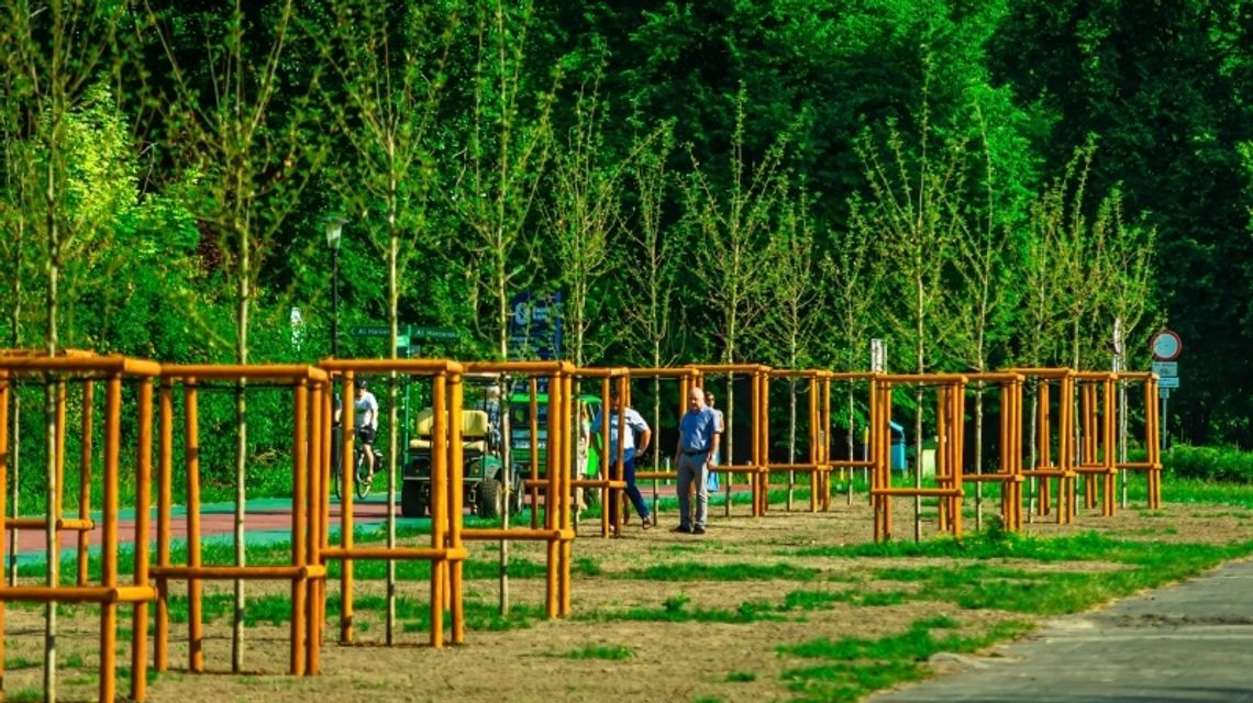 Na promenadzie Ziętka pojawiły się nowe drzewa Na promenadzie Ziętka pojawiły się nowe drzewa