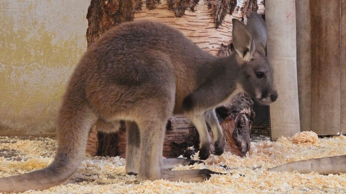 Narodziny nowego mieszkańca zoo w Chorzowie!