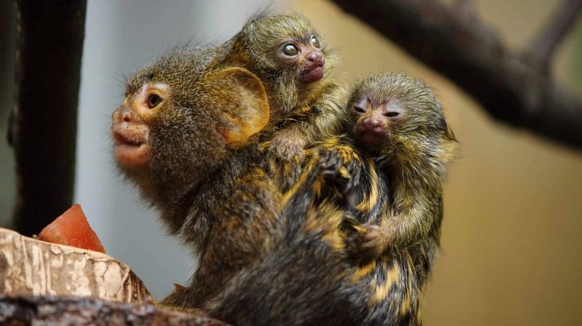 Narodziny pigmejek w chorzowskim zoo. W tym roku jest to już drugi przychówek tego gatunku