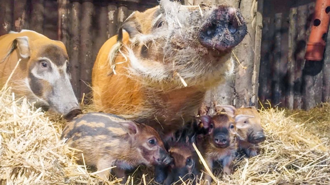 Narodziny świń rzecznych w chorzowskim zoo