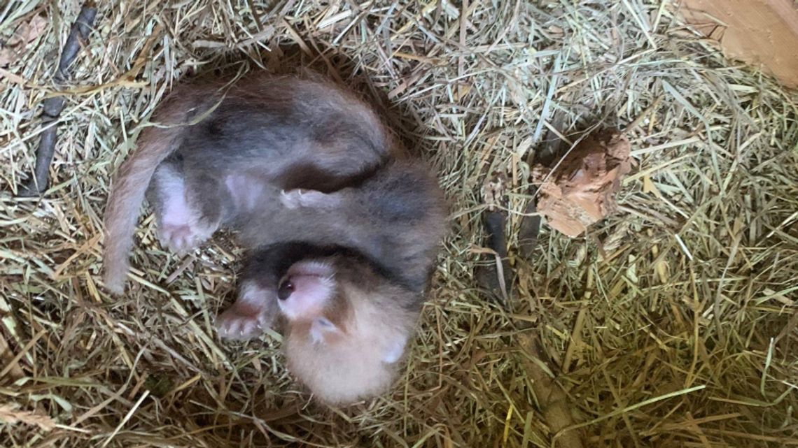 Narodziny w chorzowskim zoo. Na świat przyszła panda mała