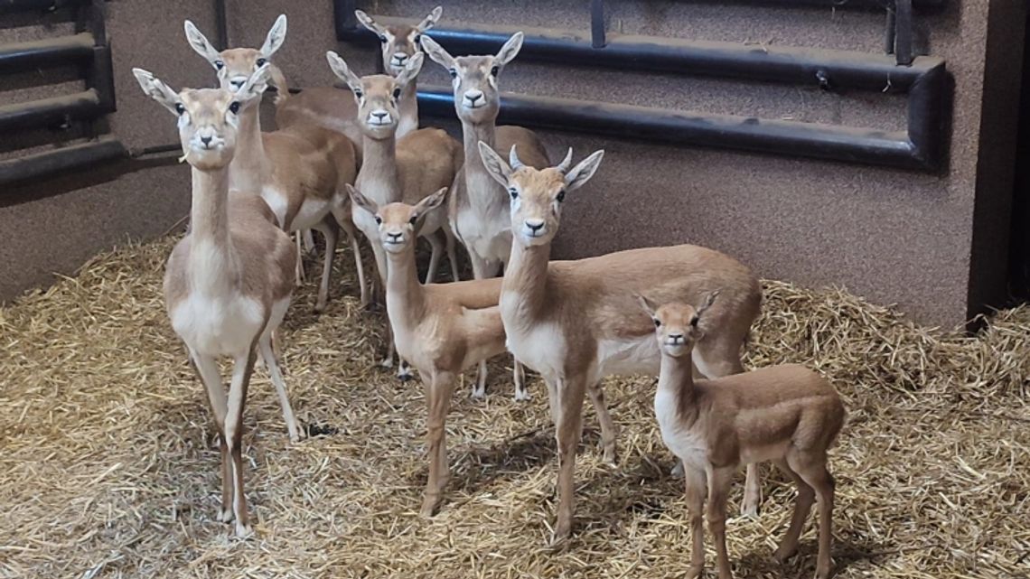 Narodziny w chorzowskim zoo. "To nie tylko powód do dumy, ale także istotny wkład w hodowlę tego gatunku"