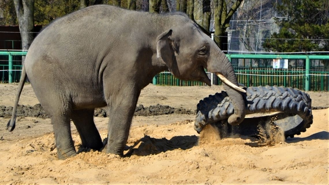 Nasze słonie w roli… wulkanizatorów