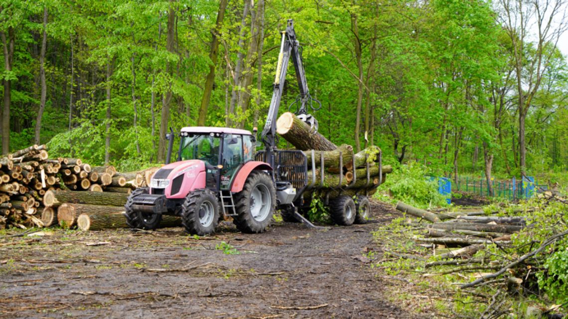 Nie milkną echa po wycince drzew. Park Śląski wydał oświadczenie