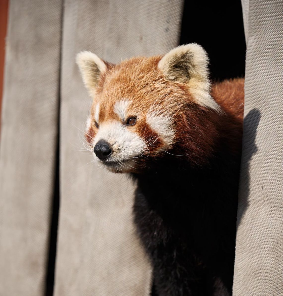 Nie żyje Ping. Śląskie ZOO pożegnało jednego z ulubieńców wszystkich odwiedzających Nie żyje Ping. Śląskie ZOO pożegnało jednego z ulubieńców wszystkich odwiedzających