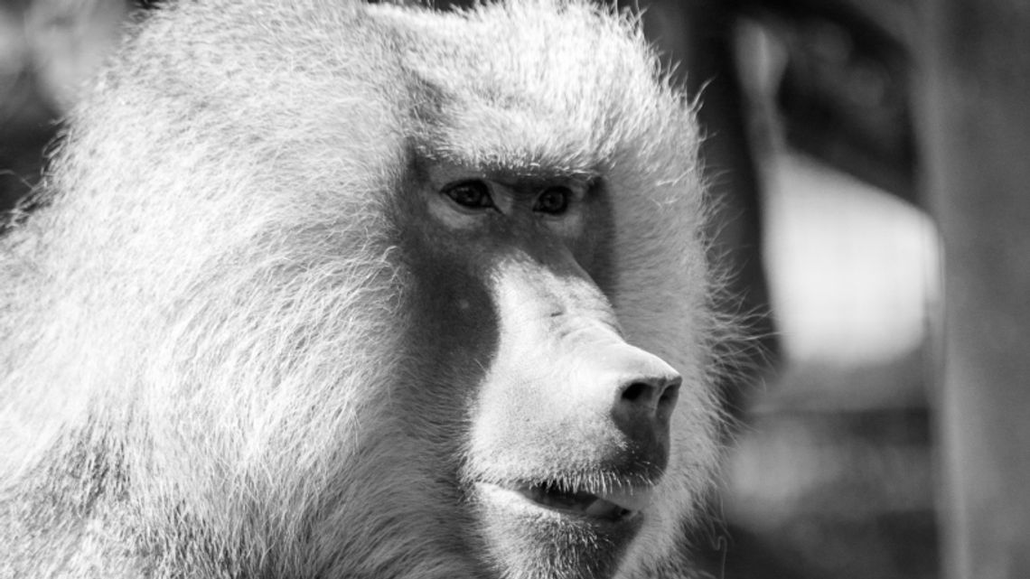 Nie żyje Pituś. Był ostatnim pawianem w chorzowskim zoo