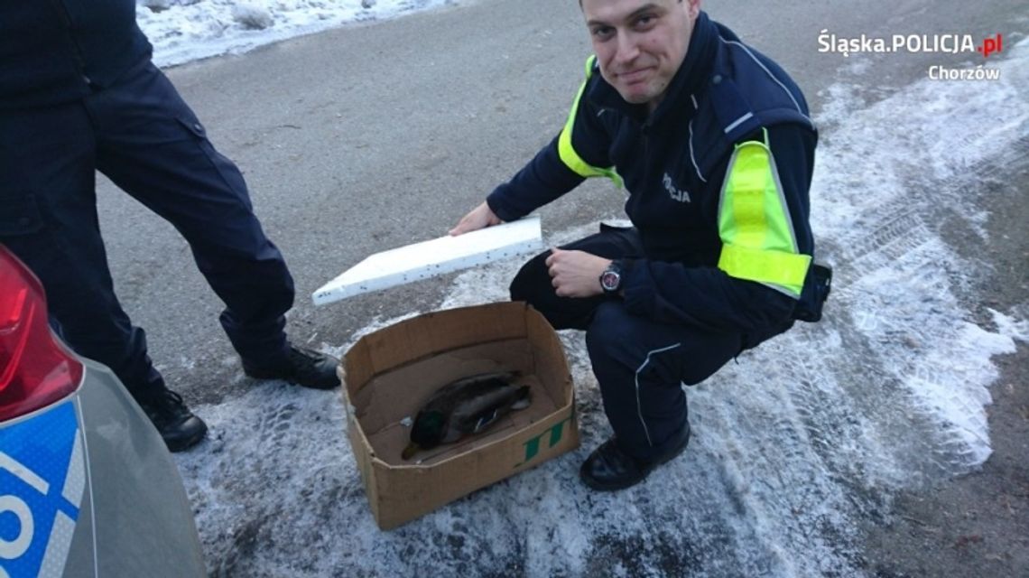 Niecodzienna interwencja...