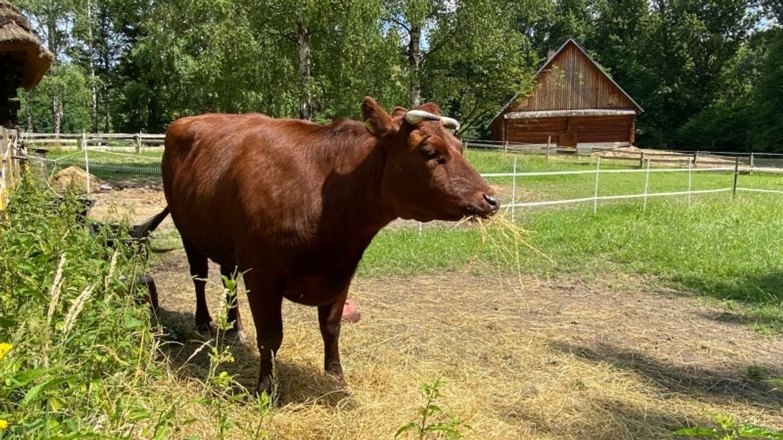 Nowa lokatorka przy Parkowej 25 Nowa lokatorka przy Parkowej 25