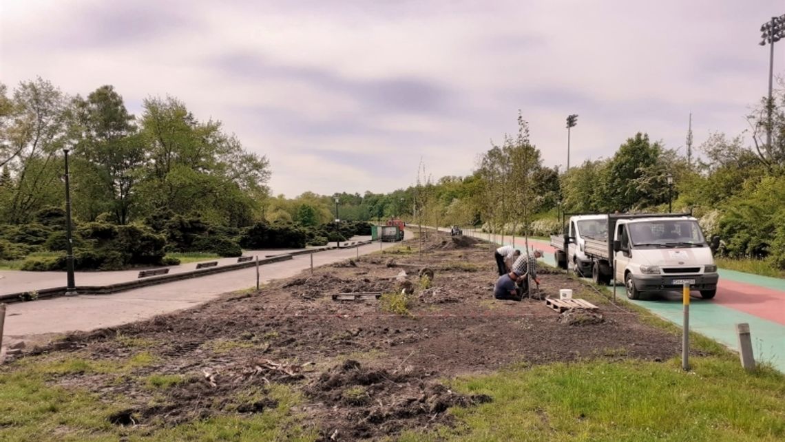 Nowe drzewa zastępują topole w Parku Śląskim