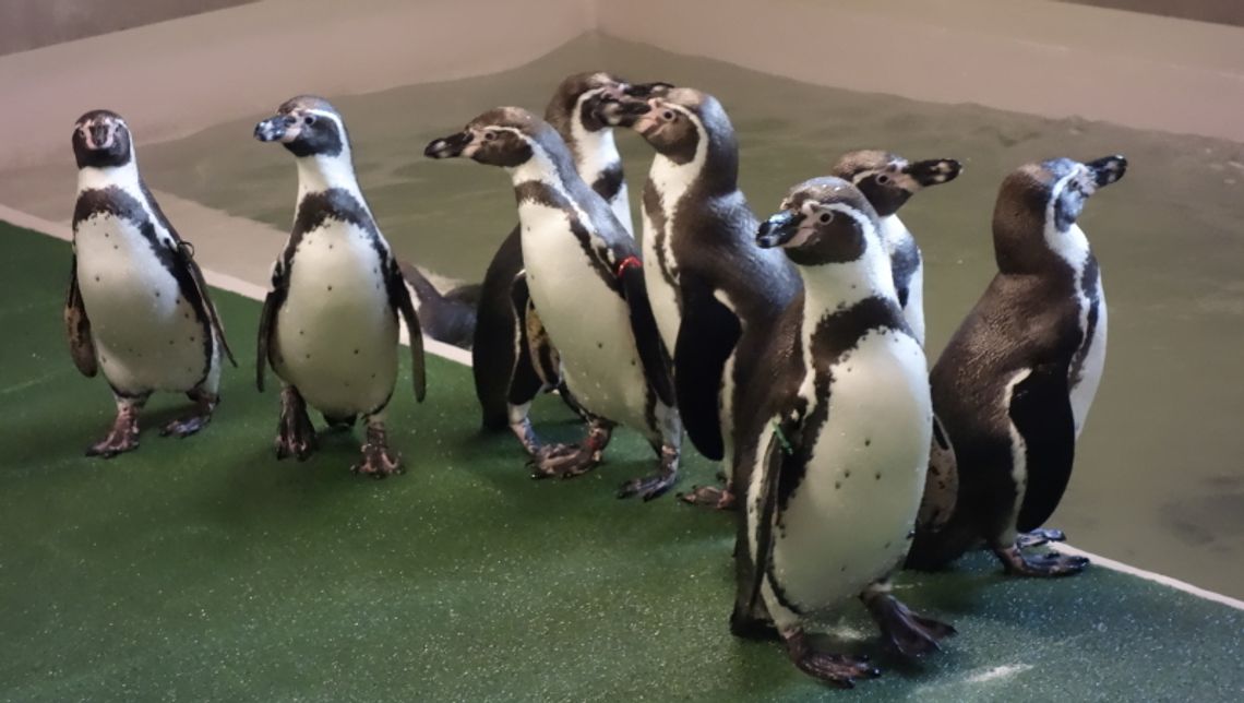 Nowe zasady zwiedzania zoo