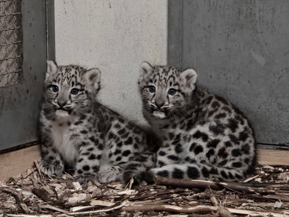 Nowe życie w śląskim zoo – urodziły się dwie pantery śnieżne!
