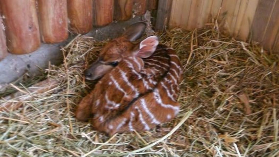 Nowi mieszkańcy chorzowskiego zoo