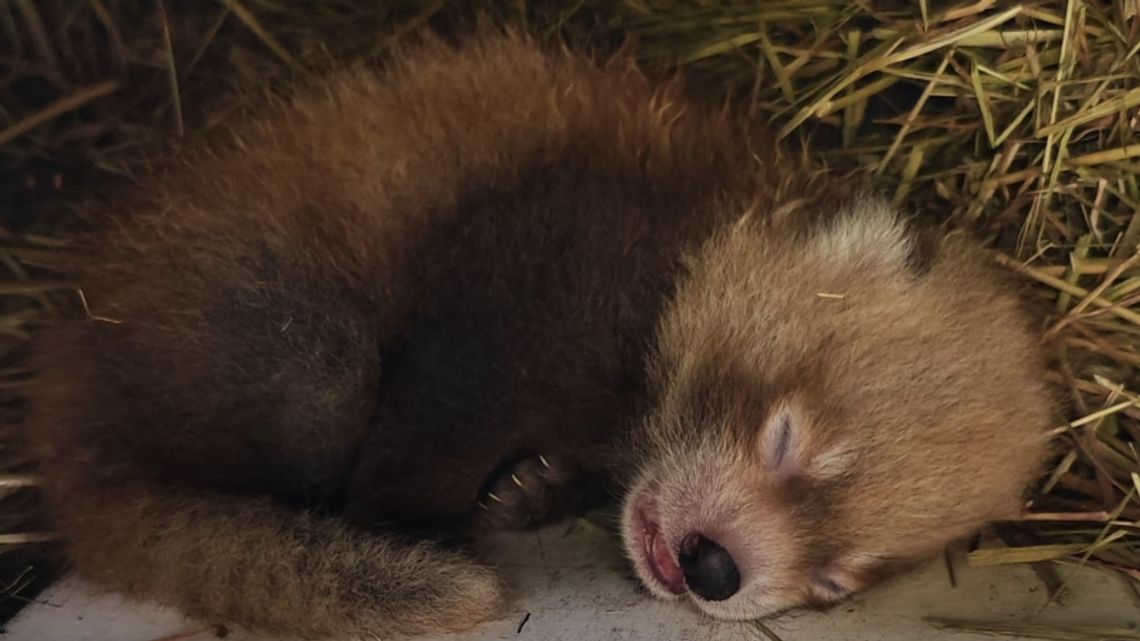 Nowi mieszkańcy chorzowskiego zoo!