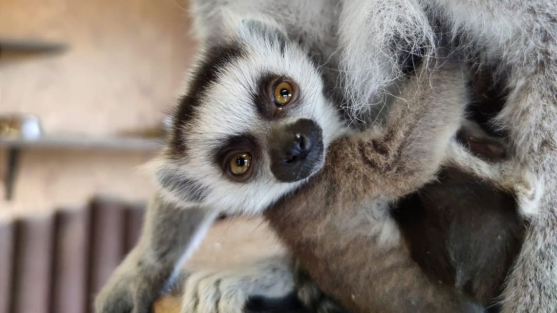 Nowi mieszkańcy śląskiego zoo. Na świat przyszły lemury katta