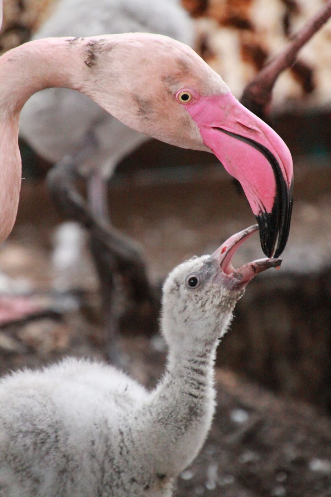 Nowi mieszkańcy w śląskim zoo – narodziny i przyjazdy z innych ogrodów Nowi mieszkańcy w śląskim zoo – narodziny i przyjazdy z innych ogrodów