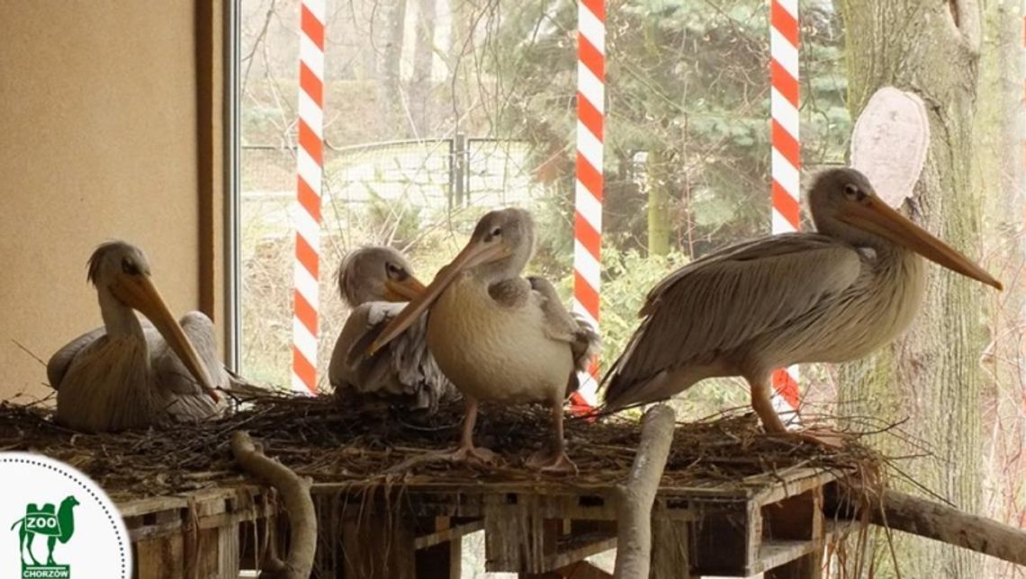 Nowy budynek dla pelikanów małych