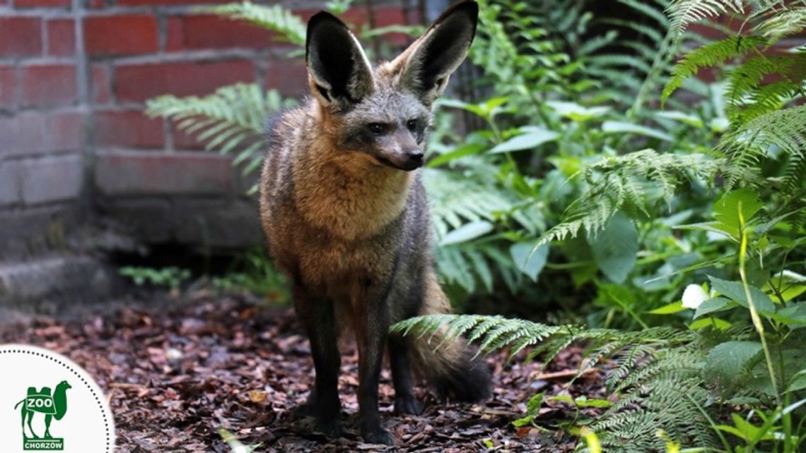 Nowy lokator w chorzowskim zoo Nowy lokator w chorzowskim zoo