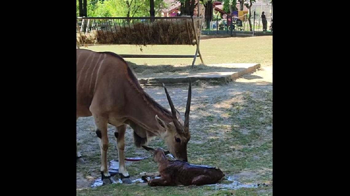 Nowy mieszkaniec chorzowskiego zoo. To przedstawiciel parzystokopytnych