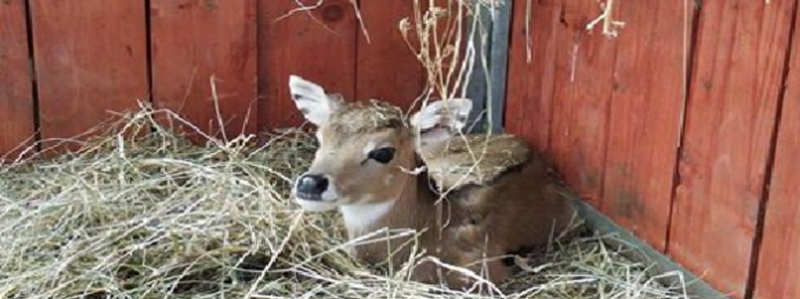 Nowy mieszkaniec Śląskiego Ogrodu Zoologicznego