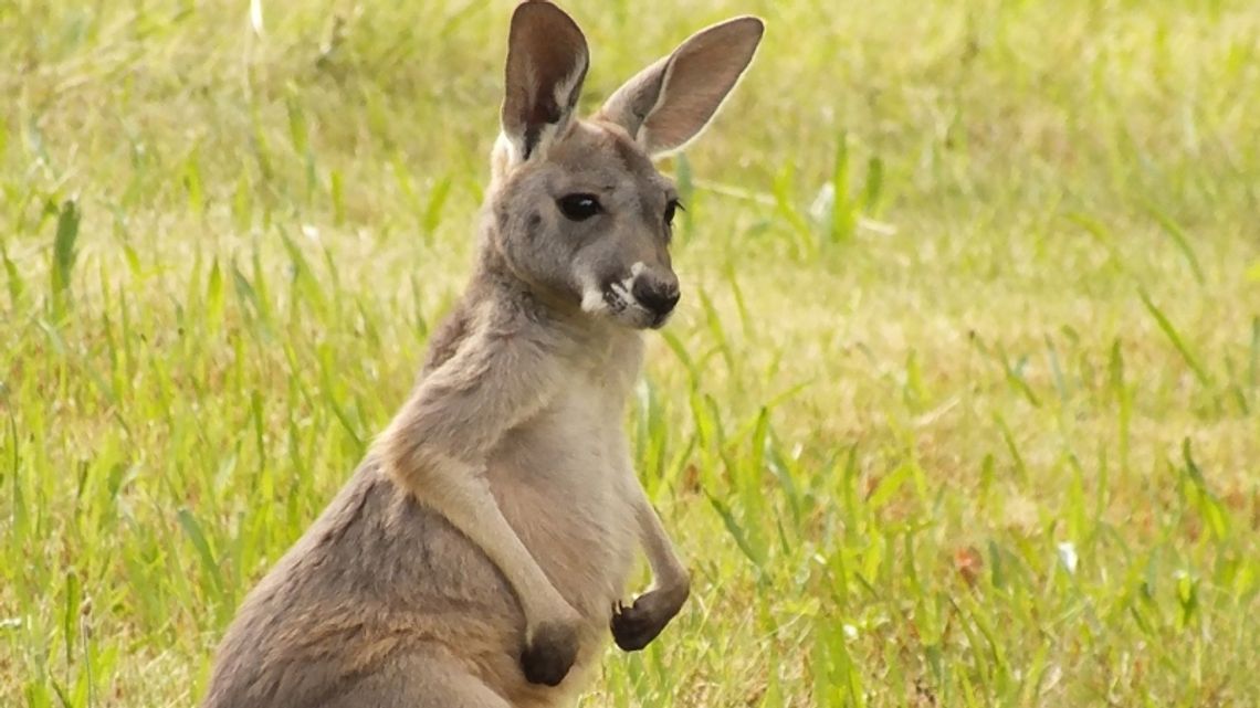 Nowy mieszkaniec śląskiego zoo. Jest nim niedawno urodzony kangur rudy Nowy mieszkaniec śląskiego zoo. Jest nim niedawno urodzony kangur rudy