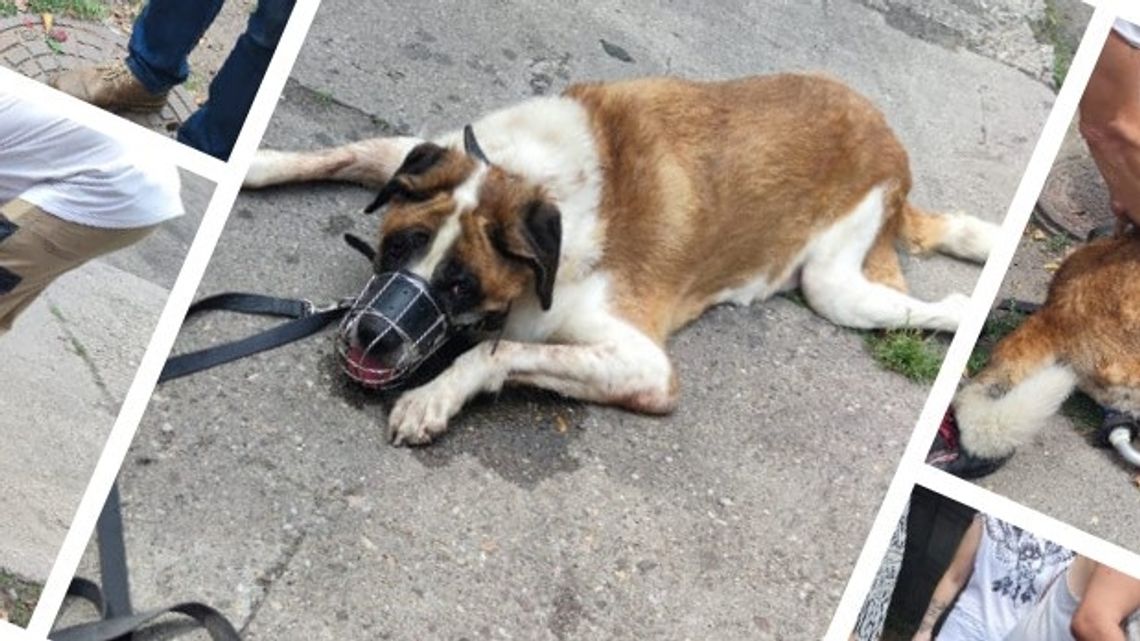 Oddał psa, bo... nie umiał podać zastrzyku Oddał psa, bo... nie umiał podać zastrzyku