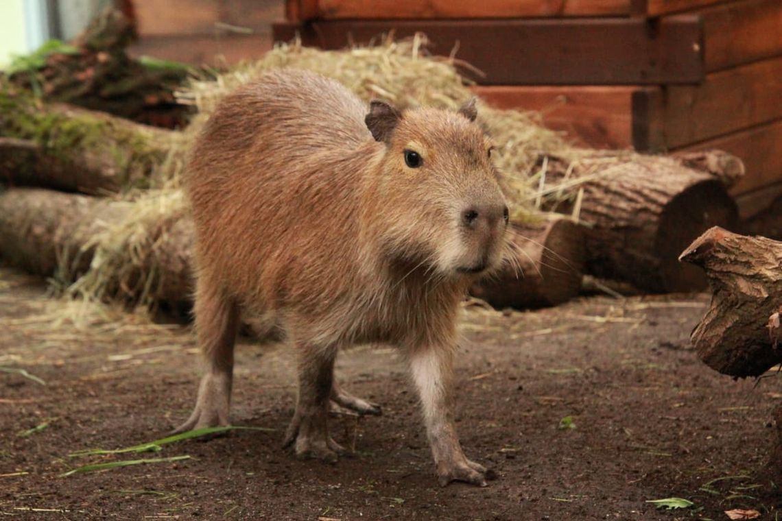 Odkryj tajemnice mokradeł w Śląskim ZOO! Wyjątkowe warsztaty edukacyjne dla najmłodszych Odkryj tajemnice mokradeł w Śląskim ZOO! Wyjątkowe warsztaty edukacyjne dla najmłodszych