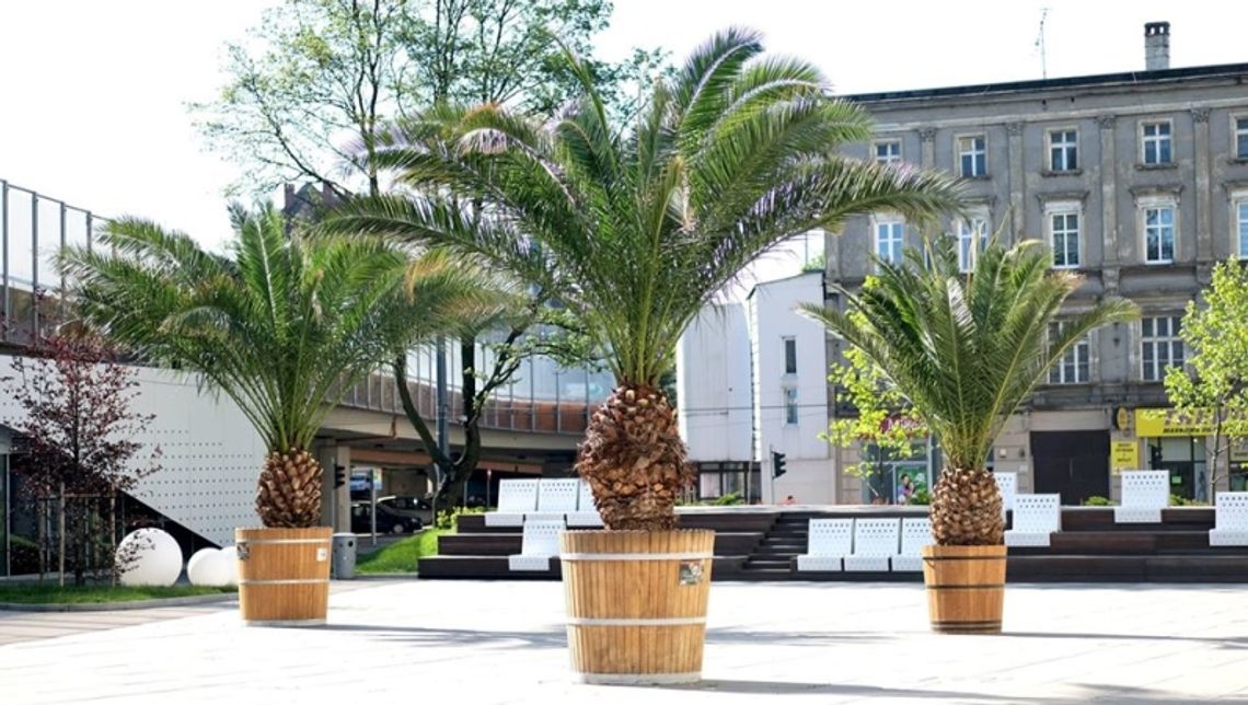 Palmy już w komplecie