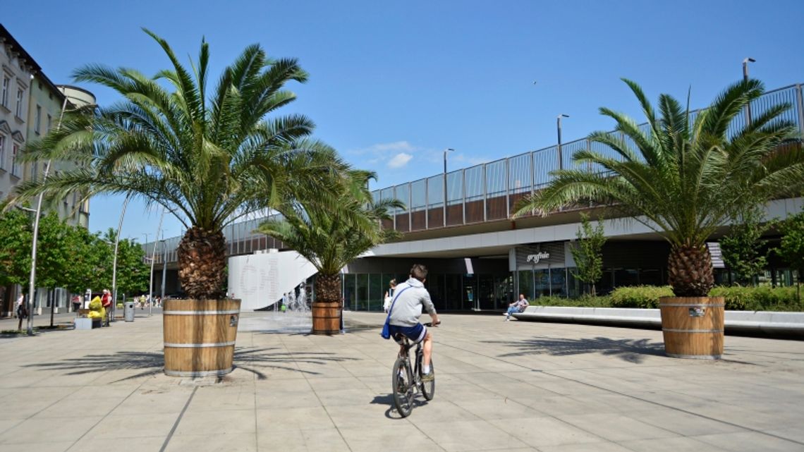 Palmy wróciły na chorzowski Rynek! Palmy wróciły na chorzowski Rynek!